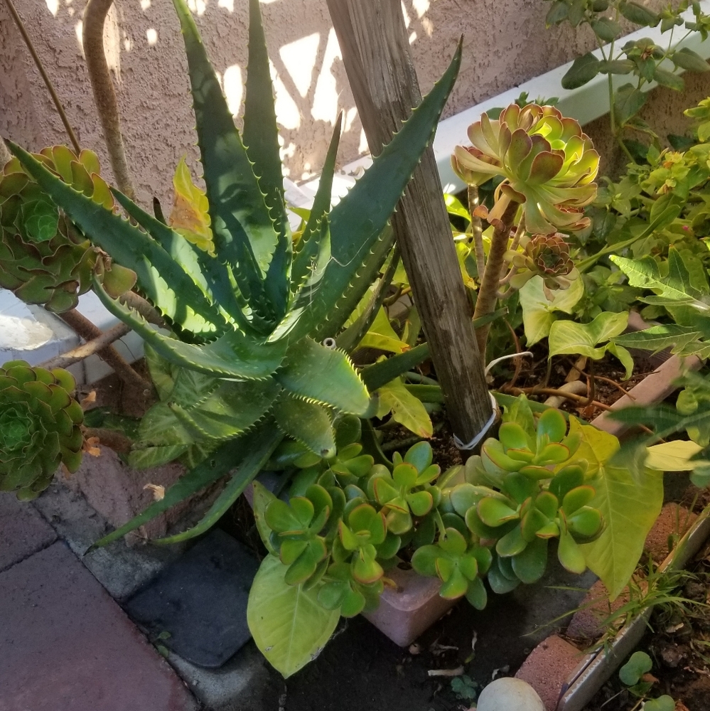 Meet your Posher, Dul